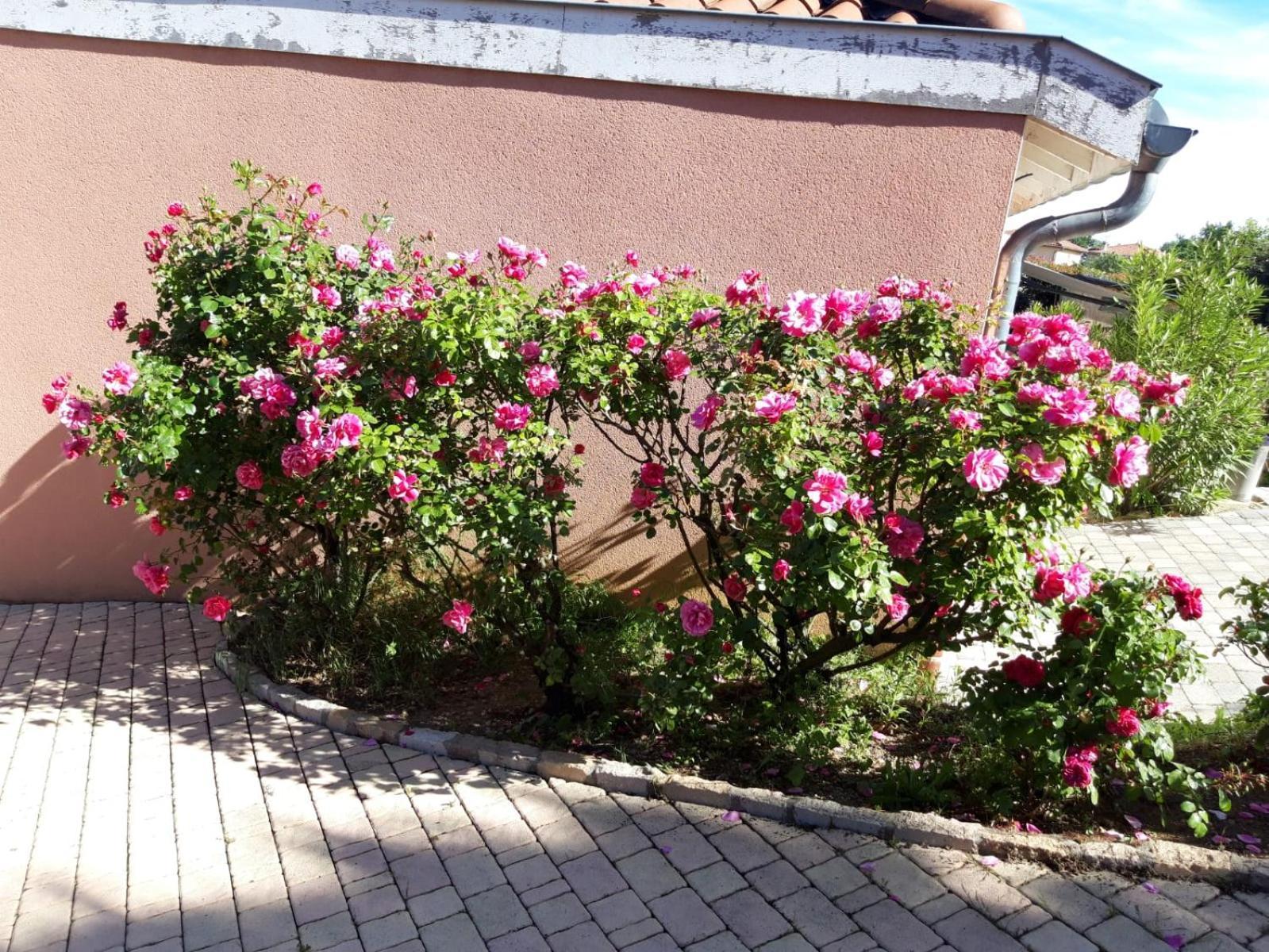 Comme Dans Un Ecrin - T2 De 50 M² Avec Jardin, Terrasse Et Piscine Apartment Vernaison Luaran gambar